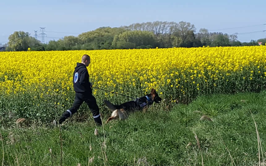 Chiens detection nord 1