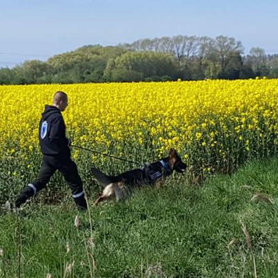 Chiens detection nord